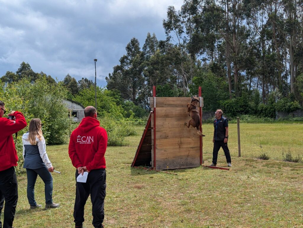 El espectáculo del Mondioring toma A Cañiza: Éxito rotundo en el III Concurso Écan