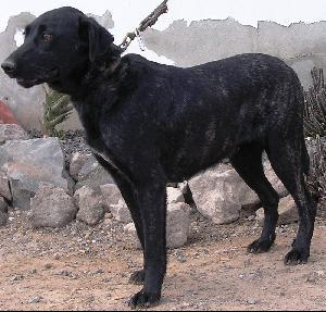 Majorero Canario