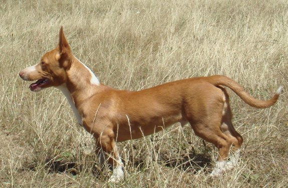 Maneto