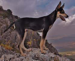Podenco Orito Español