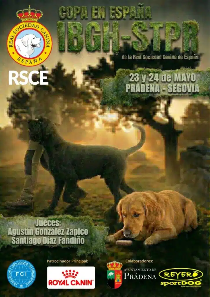 Prádena, sede del deporte canino: Llega la IV Copa en España IBGH & STPR