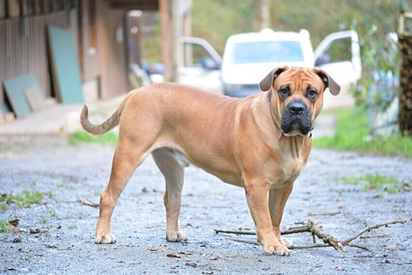 Dogo Mallorquín