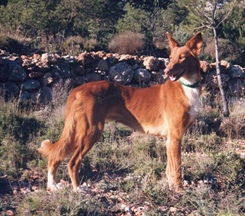 Podenco Valenciano