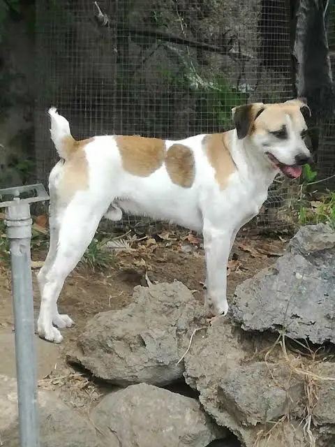 Ratonero Palmero