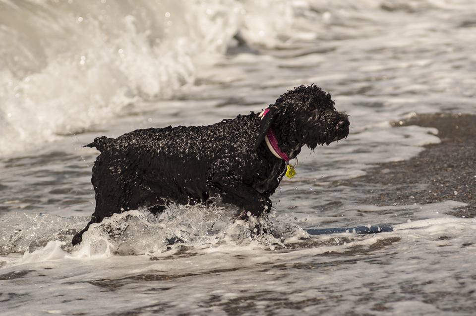Perro de Agua Español